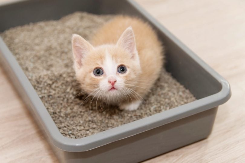 Cat Litter Box 1