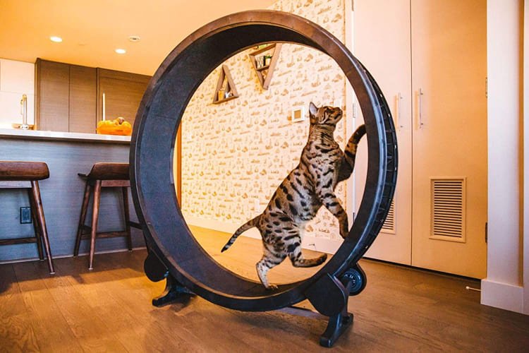 cat exercise wheel 2