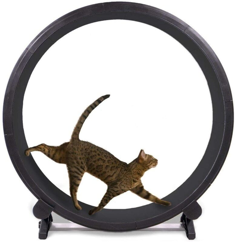 cat exercise wheel 3