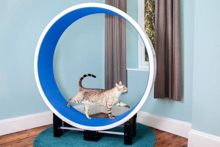 cat exercise wheel 7