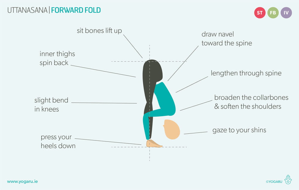 forward fold 1